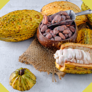 Criollo_Cocoa