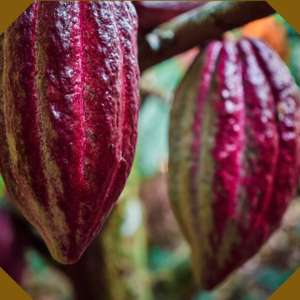 Forastero_cocoa