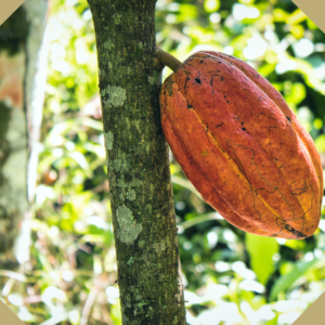 Trinitario_cocoa