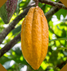 cocoa